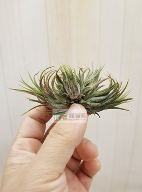 展示 空凤 Tillandsia Ionantha Peanut Clmps 花生米精灵群生