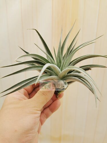 展示 空气凤梨 Tillandsia Guelzii白雪公主