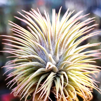 空气凤梨室内精粹绿领园室内