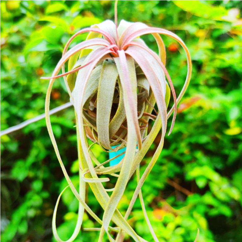 空气凤梨绿领园东方精灵无土杂交