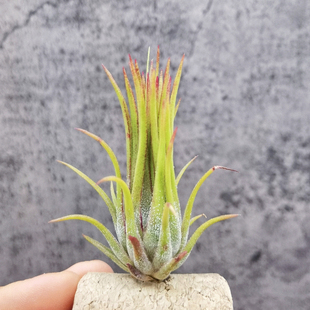 空凤 热带 Tillandsia ionantha 'Fuego'热带大福果精灵