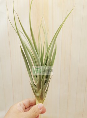 展示 空气凤梨 Tillandsia Latifolia Spiral 螺旋型