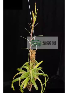 空气凤梨【展示】Tillandsia Polystachia Large 波利（大）