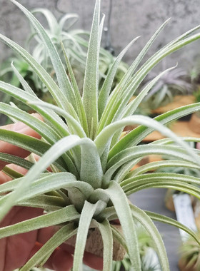 直播 一物一拍 热带T.Silver Trinket 香槟精灵