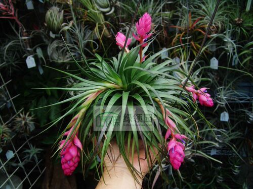 展示 空气凤梨 T. Stricta“Cousin It”罕有原生变种多国“表妹