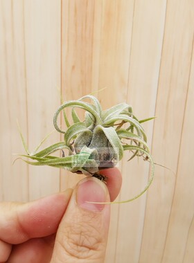 展示 Tillandsia strephylla 电卷烫（雨林实生苗）