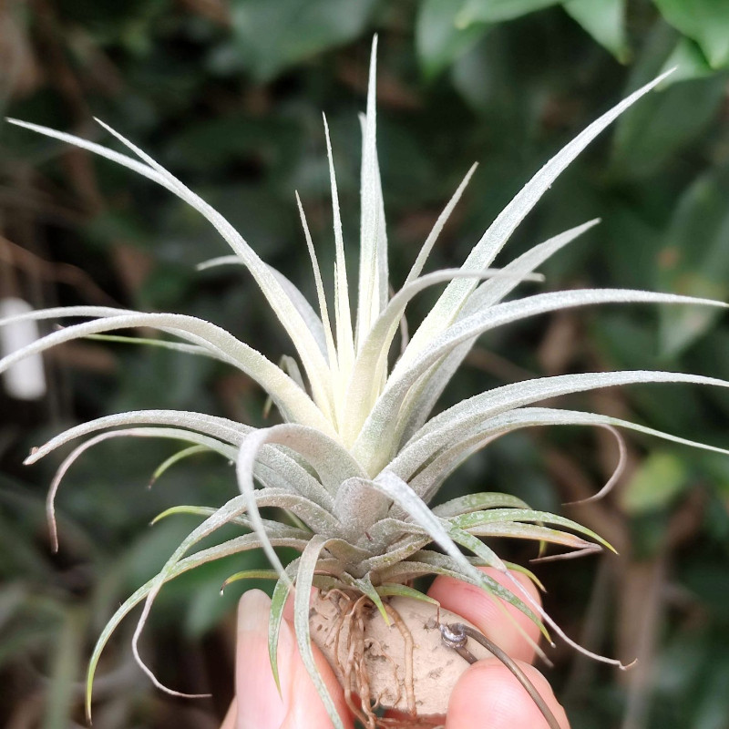 国内手播空凤品种 H烧卖杂交T. Royal Celestial Orchid皇家仙兰