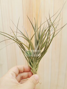 展示 Tillandsia Stricta‘Rio Negro’多国‘黑河’ 空气凤梨