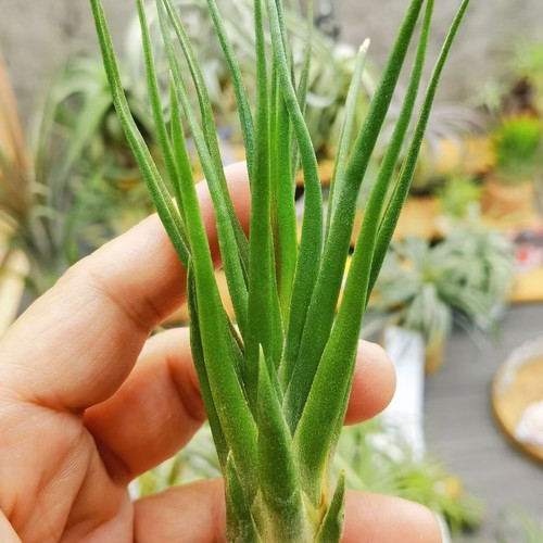 直播专拍 一物一拍 T.'First Born'大花杂交种（科比X章鱼）