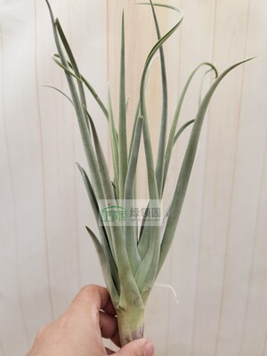 空气凤梨 热带 Tillandsia Burnt Fingers 超级大花杂交迪迪X树猴