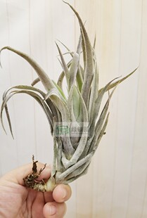 展示 空气凤梨 Tillandsia Hondurensis 洪都拉斯