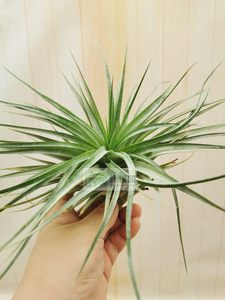 展示空气凤梨 Tillandsia Stricta Purple Rain多国紫雨