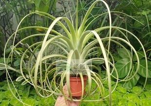 Tillandsia 展示 空气凤梨 热带 柔婷x喷泉 Wispy