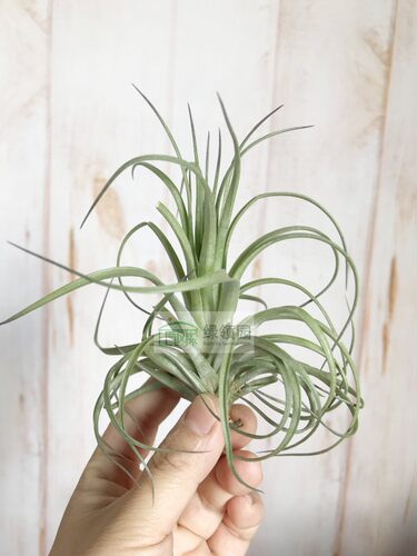 展示 空气凤梨 Tillandsia Stricta Stiff Gray 多国硬灰