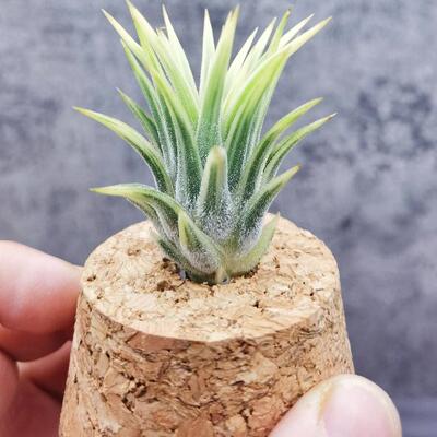 空气凤梨无土室内精灵绿领园