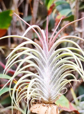 国内手播空凤品种 Tillandsia Oriental Antheraea 东方天蚕