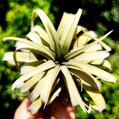 国内手播空凤品种 Tillandsia Oriental Coiled Dragon 东方盘龙