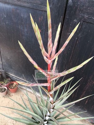 展 T.Magnificent x (bulbosa x strephylla)费西“壮丽”x章鱼卷