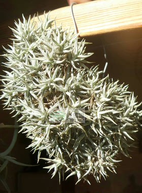 展示 空气凤梨 鸟岩 Tillandsia rectangula 原生爪子微型品种