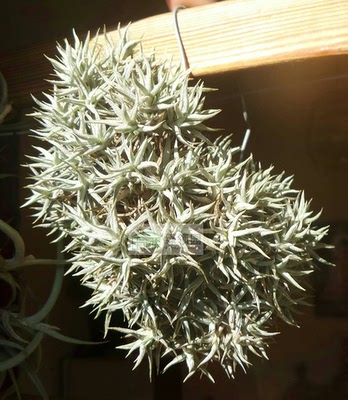 展示 空气凤梨 鸟岩 Tillandsia rectangula 原生爪子微型品种
