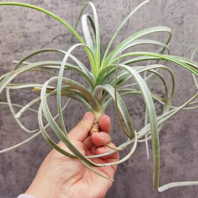 空气凤梨室内无土绿领园巨型