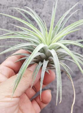 空凤 热带Tillandsia ionantha maxima 'Huamelula'华美路拉