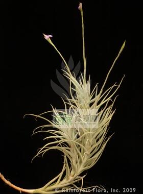 展示 空气凤梨 Tillandsia paleacea 粗糠