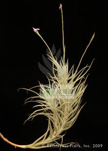 展示 空气凤梨 Tillandsia paleacea 粗糠
