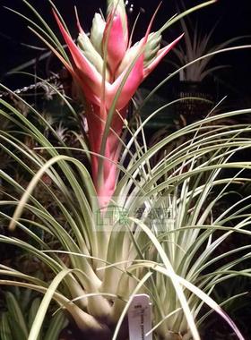 展示 空气凤梨 Tillandsia Punctulata Giant巨型细红果