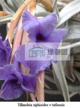 空气凤梨【展示】Tillandsia xiphioides var.tafiensis 紫色花