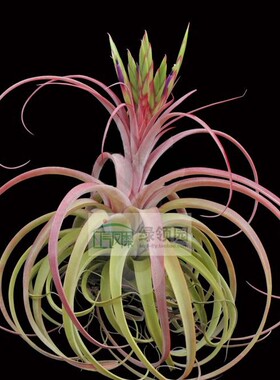 空气凤梨【展】Tillandsia Redy(strephylla X concolor)瑞迪