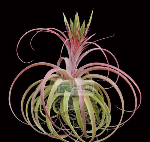 空气凤梨【展】Tillandsia Redy(strephylla X concolor)瑞迪
