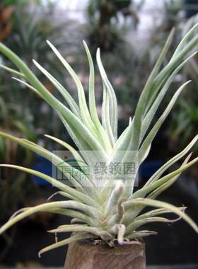 空凤【展示】T.aschiedeana x Caput medusae琥珀×美杜莎小型种