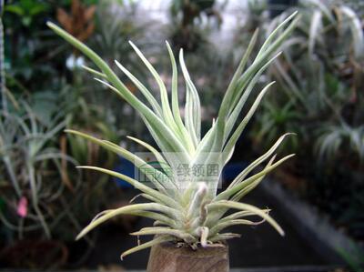 空凤【展示】T.aschiedeana x Caput medusae琥珀×美杜莎小型种