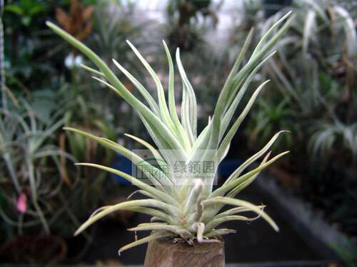 空凤【展示】T.aschiedeana x Caput medusae琥珀×美杜莎小型种