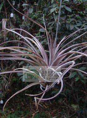 展示 热带-T. 'Key Largo'（卡比 x extensa）易发色杂交种