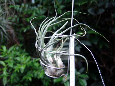 展示 空气凤梨 Tillandsia 'Charles Wiley' 热带版章鱼X犀角