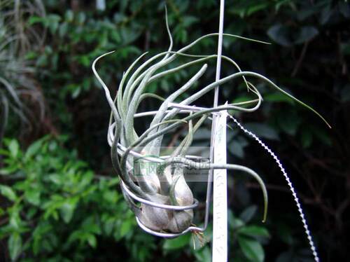 展示 空气凤梨 Tillandsia 'Charles Wiley' 热带版章鱼X犀角