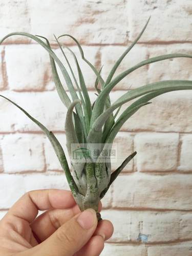 空凤Tillandsia capitata marron x (xerographica x chiapensis)