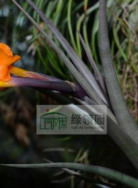 空气凤梨【展示】Tillandsia ericii 稀有橙色花原生品种