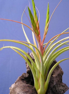 展示 空气凤梨 T.‘Gunalda’( Concolor x Caput-Medusae )