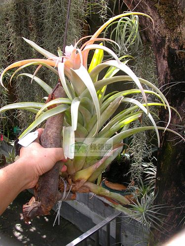 展示 空气凤梨 Tillandsia Capitata Mauve Giant 卡比淡紫巨型种