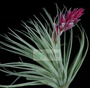 空气凤梨【展示】Tillandsia 'Chantilly'多国杂雷米里纳