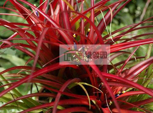 展示 空气凤梨 热带 Tillandsia capitata 'Red'卡比塔塔红