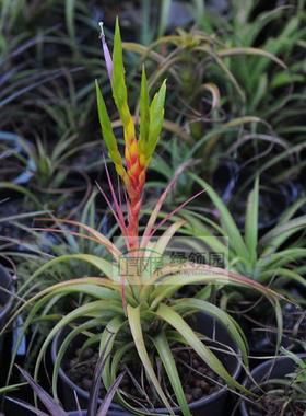 空气凤梨【展示】T. rothii x compressa 柔婷×compressa