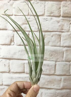 展】T.capitata orange x fasciculata tropiflora卡比橙x热带花