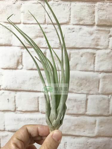 展】T.capitata orange x fasciculata tropiflora卡比橙x热带花