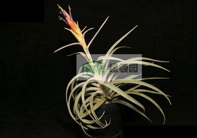 展示 空气凤梨 Tillandsia harrisii 哈里斯