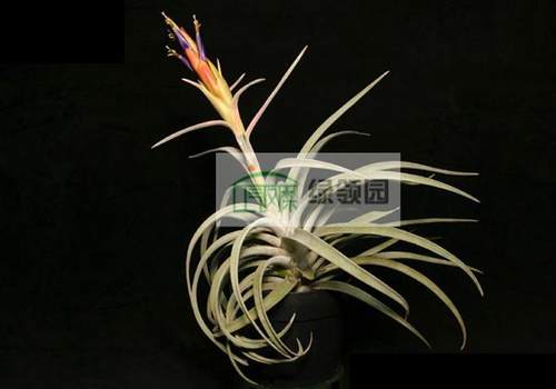 展示 空气凤梨 Tillandsia harrisii 哈里斯 - 封面
