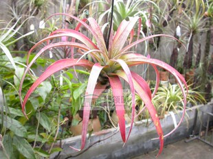 Coconut 展 空气凤梨植物室内装 饰无土热带品种 椰林魅影 Grove